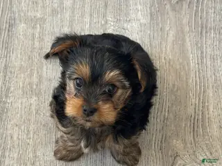 Yorkshire Terrier dogs Yorkshire Terrier Puppy 1 - Ad 3