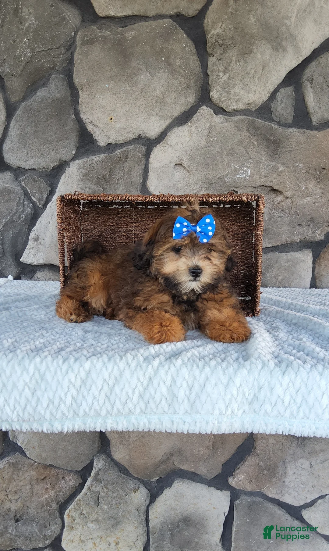 Shihpoo dogs for sale: Ace - Ad 6