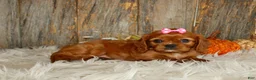 Cavalier King Charles Spaniel dogs for sale: Ruby - Ad 8