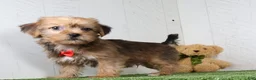 Shorkie dogs for sale: Drew - Ad 3