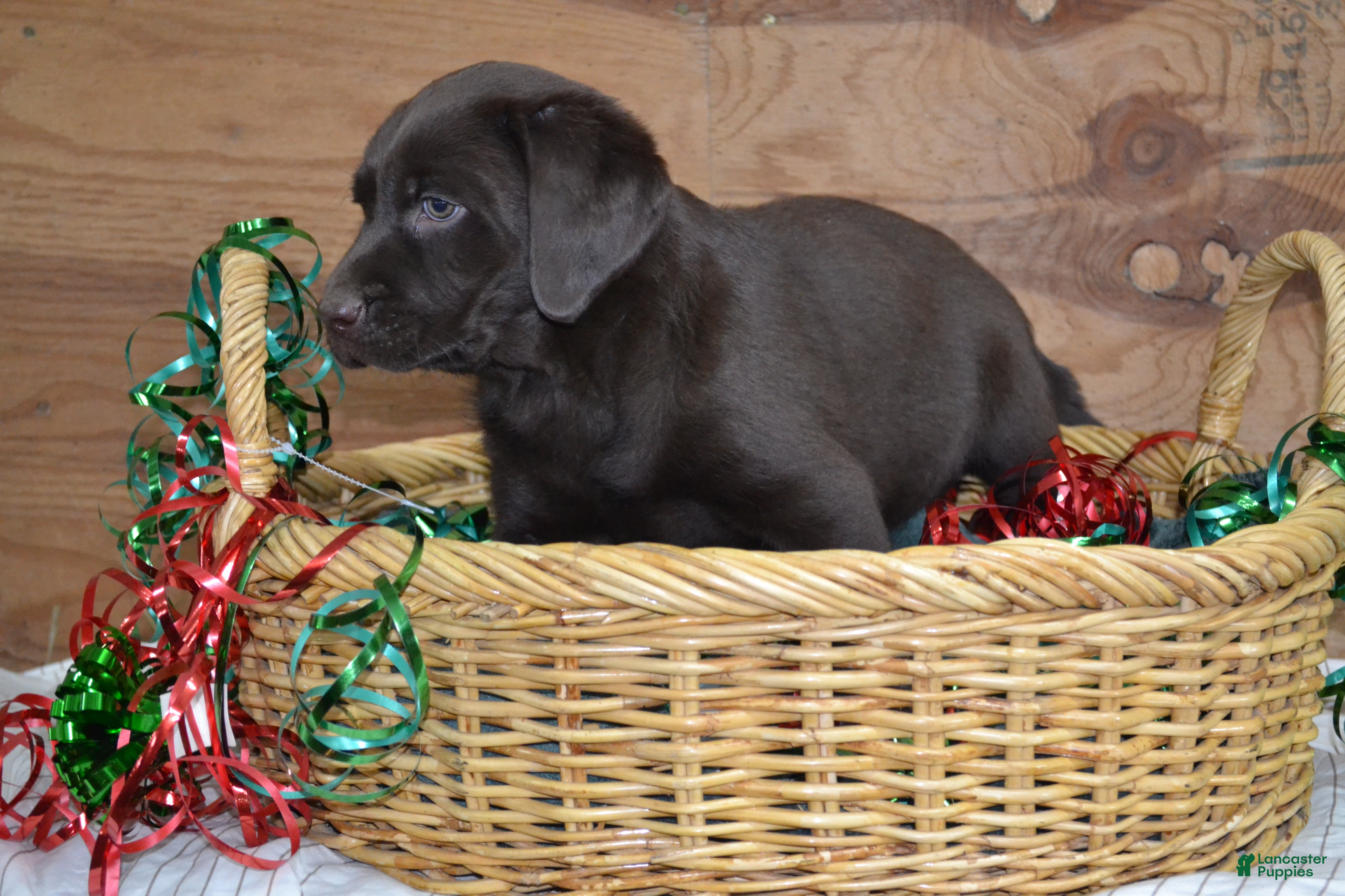 Labrador Retriever dogs Macie - Ad 6