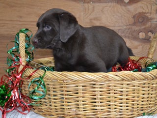 Labrador Retriever dogs Macie - Ad 15