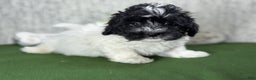 Havanese dogs for sale: Havanese Puppy 1 - Ad 8