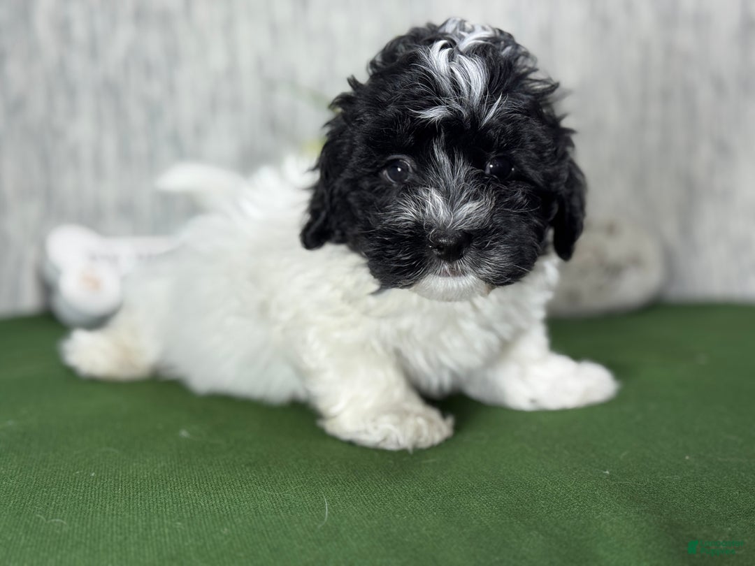 Havanese dogs for sale: Havanese Puppy 1 - Ad 8
