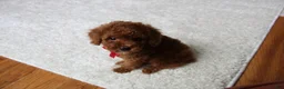 Toy Poodle dogs for sale: Maxwell - Ad 12