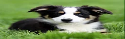 Miniature Australian Shepherd dogs for sale: Jake - Ad 4