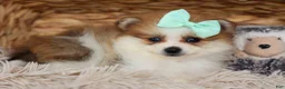 Pomeranian dogs for sale: Frankie 🐶 - Ad 17
