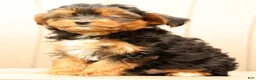 Morkie dogs for sale: Doogie - Ad 7