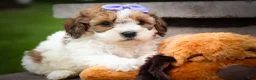 Cavachon dogs for sale: Hallie🎀 - Ad 3