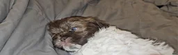 Mixed Breed dogs for sale: Bark Vader  - Ad 6