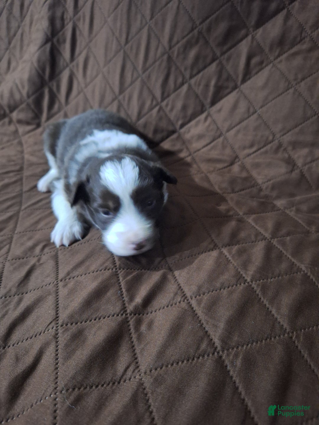 Miniature Australian Shepherd dogs for sale: Miniature Australian Shepherd Puppy 1 - Ad 1