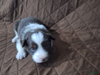 Miniature Australian Shepherd dogs Miniature Australian Shepherd Puppy 1 - Ad 15