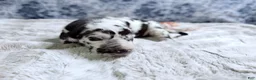 Great Dane dogs for sale: Artemis - Ad 18