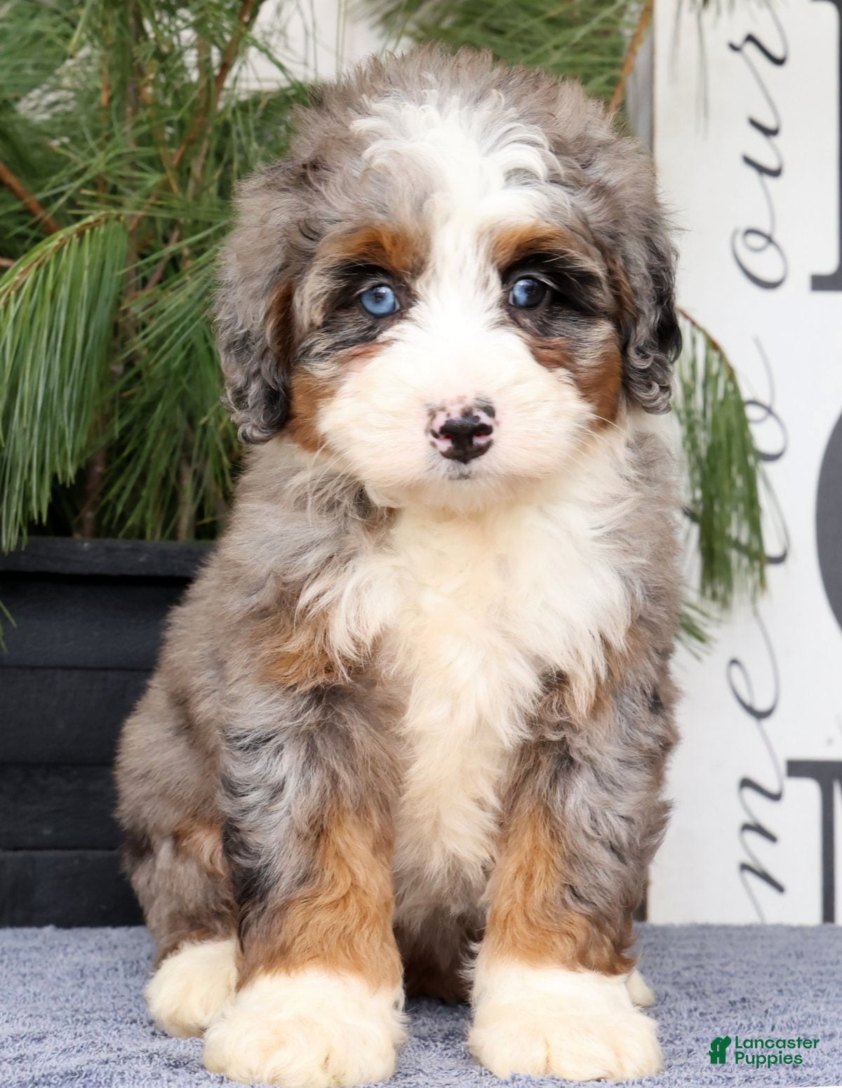 Mini Bernedoodle dogs Talia - Ad 1
