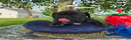 Olde English Bulldogge dogs for sale: Howard - Ad 5