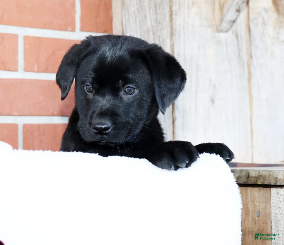 Labrador Retriever dogs for sale: Kory - Ad 7