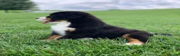 Bernese Mountain Dog dogs for sale: Forrest - Ad 10