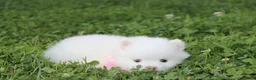 Pomeranian dogs for sale: Heather  - Ad 8