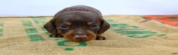 Dachshund dogs for sale: Rollo - Ad 2