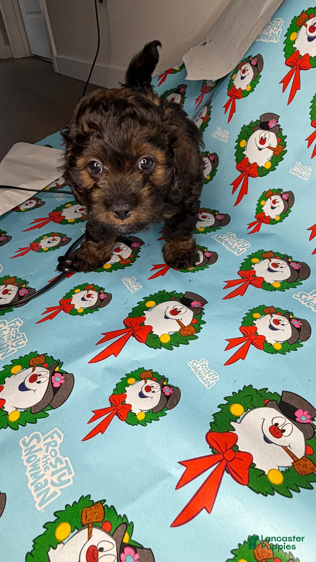 Shihpoo dogs for sale: Shrek - Ad 8