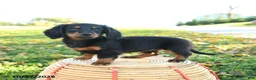 Miniature Dachshund dogs for sale: Autumn - Ad 3