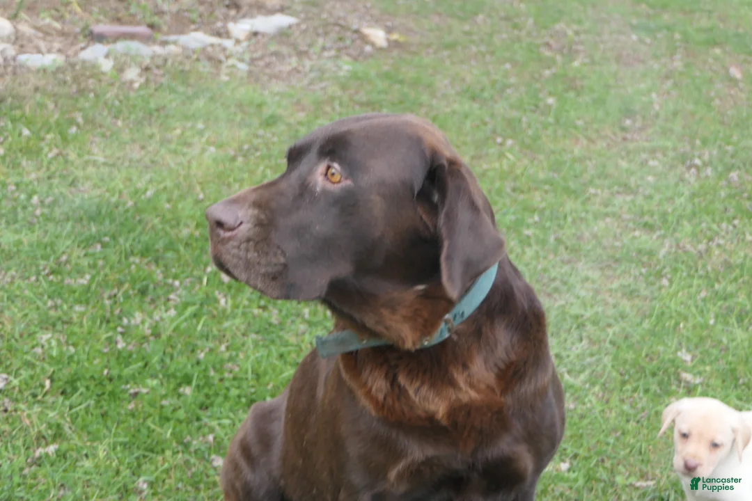 Labrador Retriever dogs for sale: Labrador Retriever Winston - Ad 22