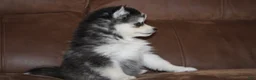 Pomsky dogs for sale: Daisy READY NOW - Ad 3
