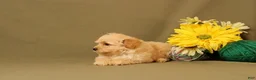 Maltipoo dogs for sale: Larry - Ad 3