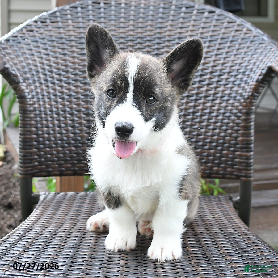 Welsh Corgi Pembroke dogs Pepsi - Ad 1
