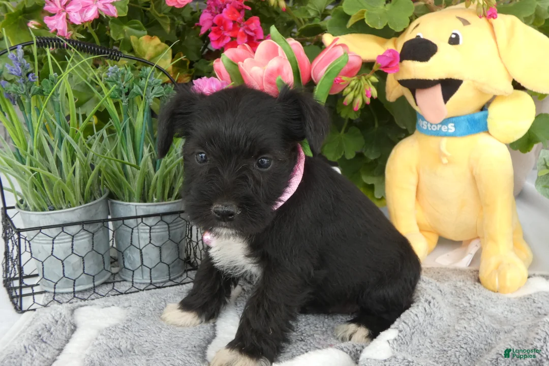 Miniature Schnauzer dogs for sale: Miniature Schnauzer 1 Kallie - Ad 3