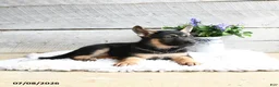 German Shepherd dogs for sale: Echo - Ad 3