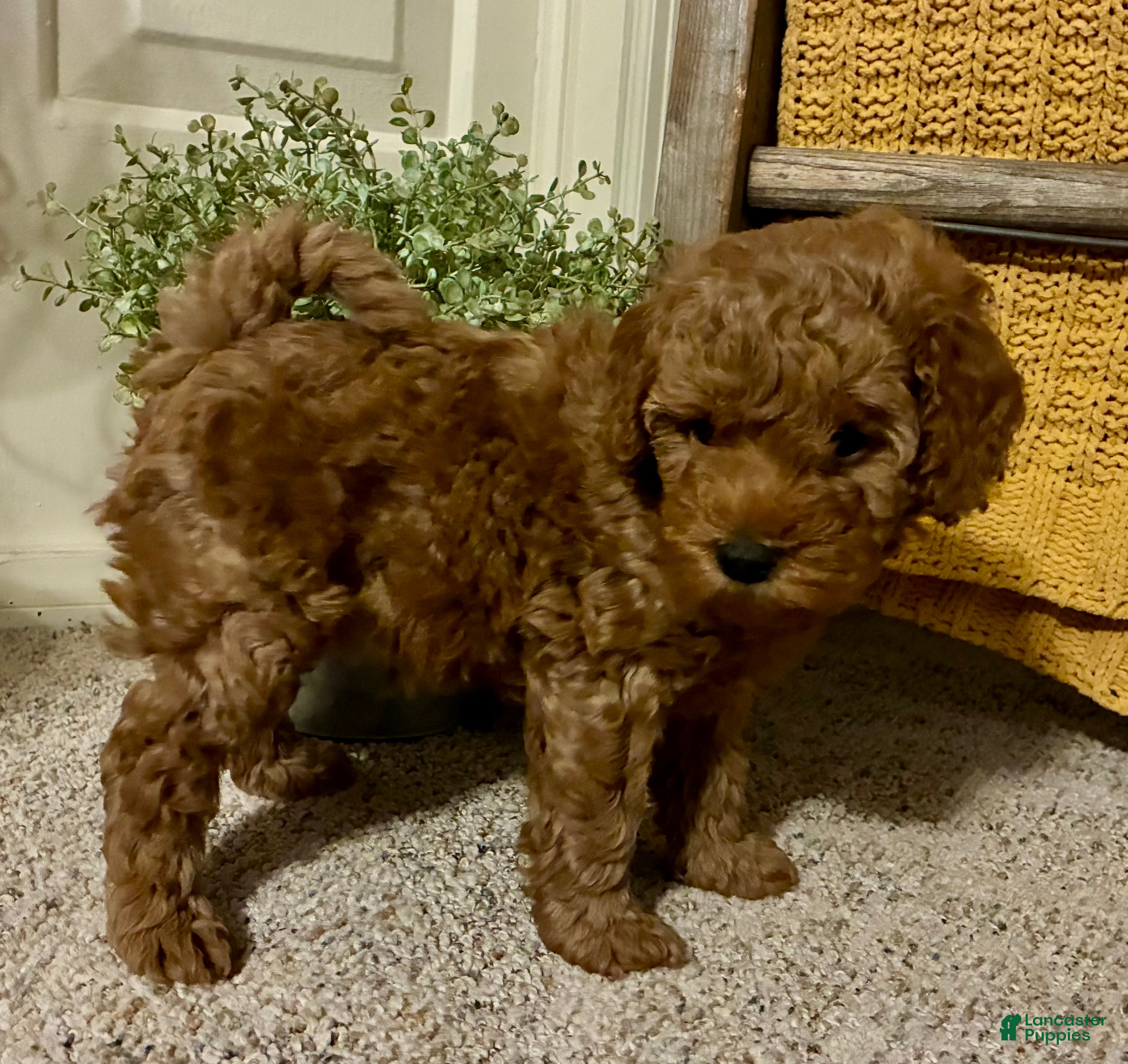 Cockapoo dogs Maverick - Ad 41