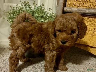 Cockapoo dogs Maverick - Ad 41