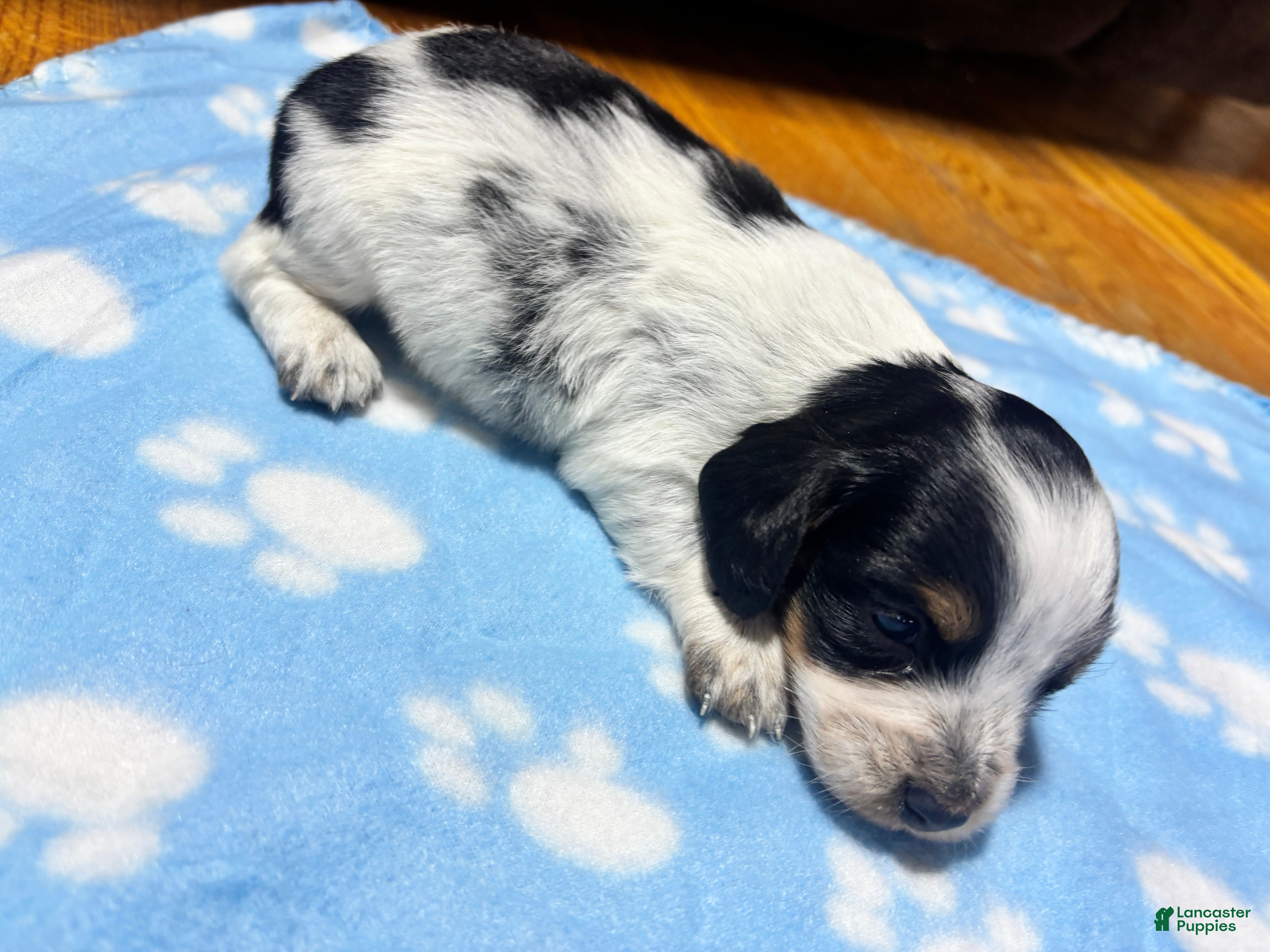 Miniature Dachshund dogs Miniature Dachshund 1 - Ad 1