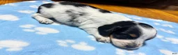 Miniature Dachshund dogs for sale: Miniature Dachshund 1 - Ad 1