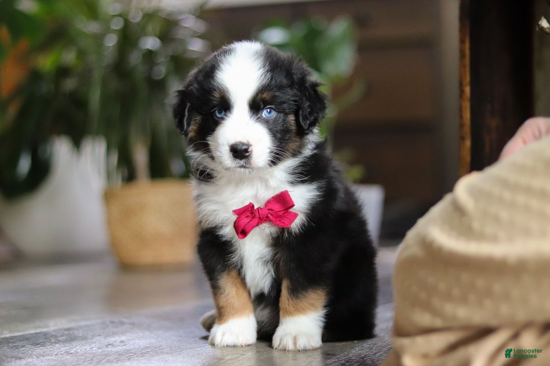 Miniature Australian Shepherd dogs for sale: Dubai - Ad 12