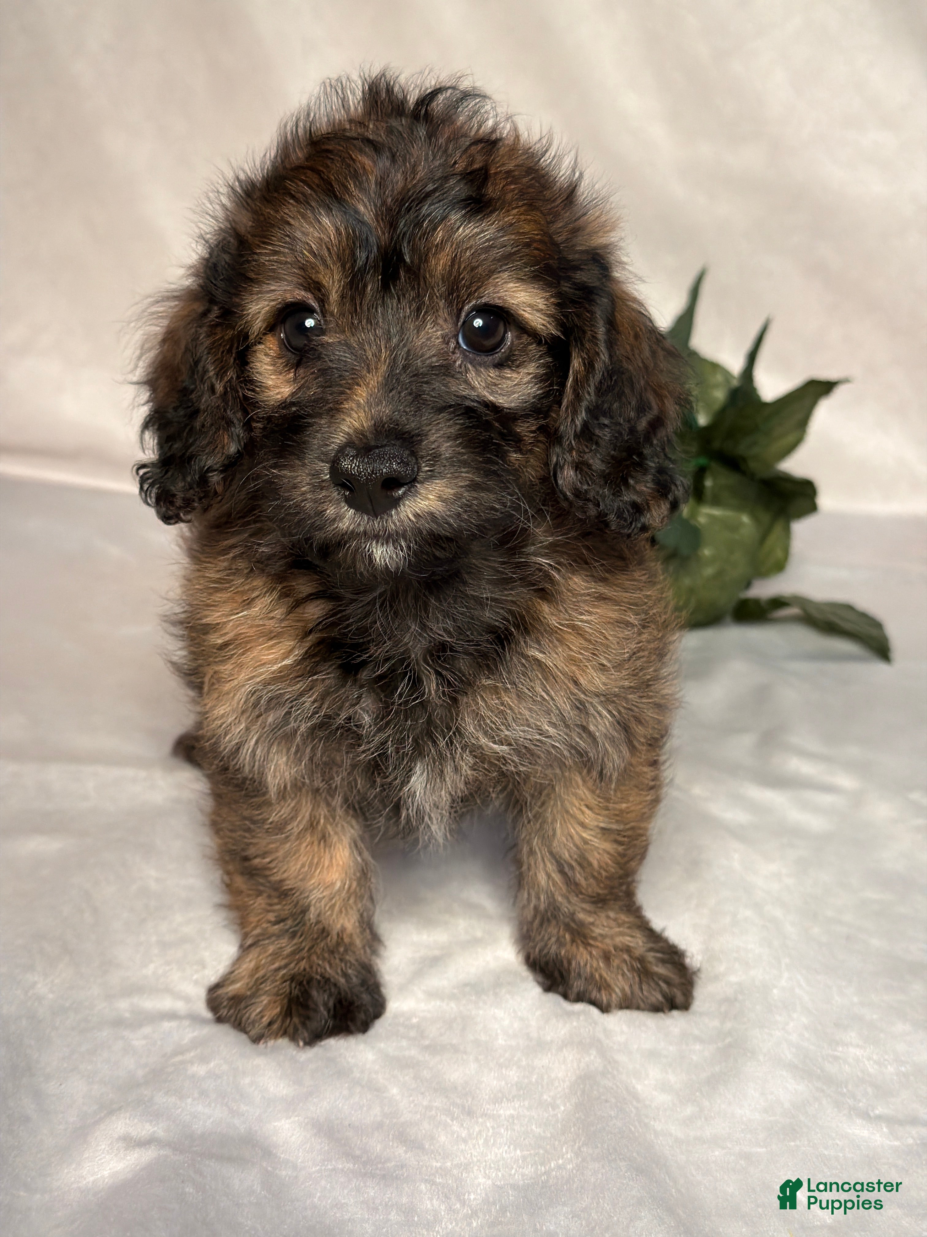 Mixed Breed dogs Luna - Ad 1