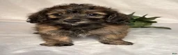 Mixed Breed dogs for sale: Luna - Ad 1