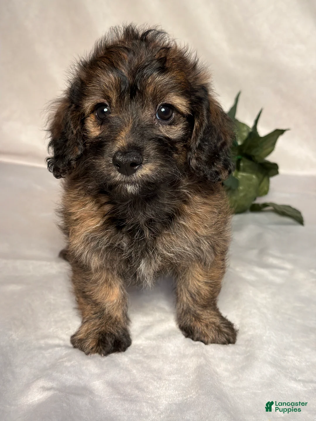 Mixed Breed dogs for sale: Luna - Ad 1