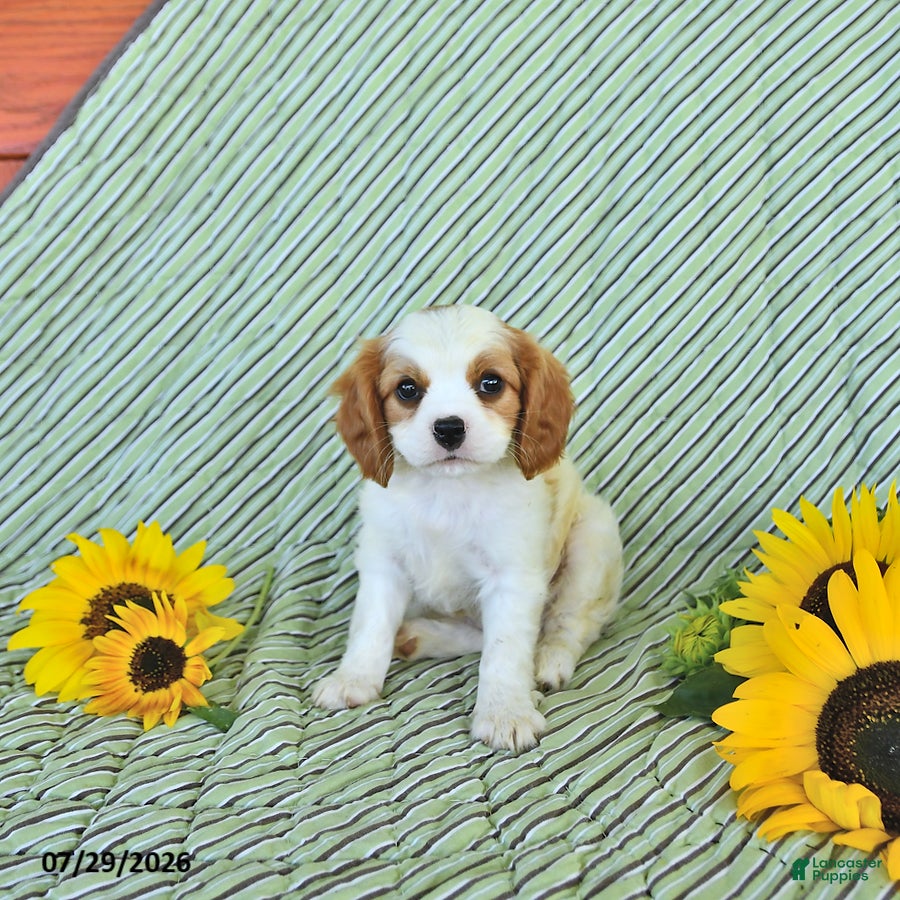 Cavalier King Charles Spaniel dogs Percy - Ad 1