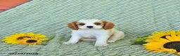 Cavalier King Charles Spaniel dogs for sale: Percy - Ad 1
