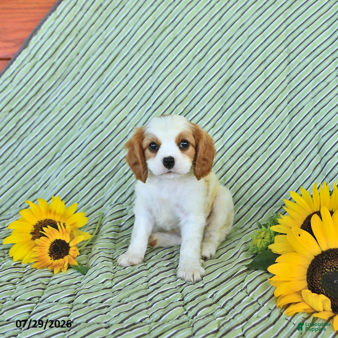 Cavalier King Charles Spaniel dogs for sale: Percy - Ad 1
