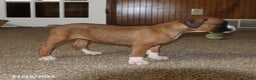 Boxer dogs for sale: Karla - Ad 2
