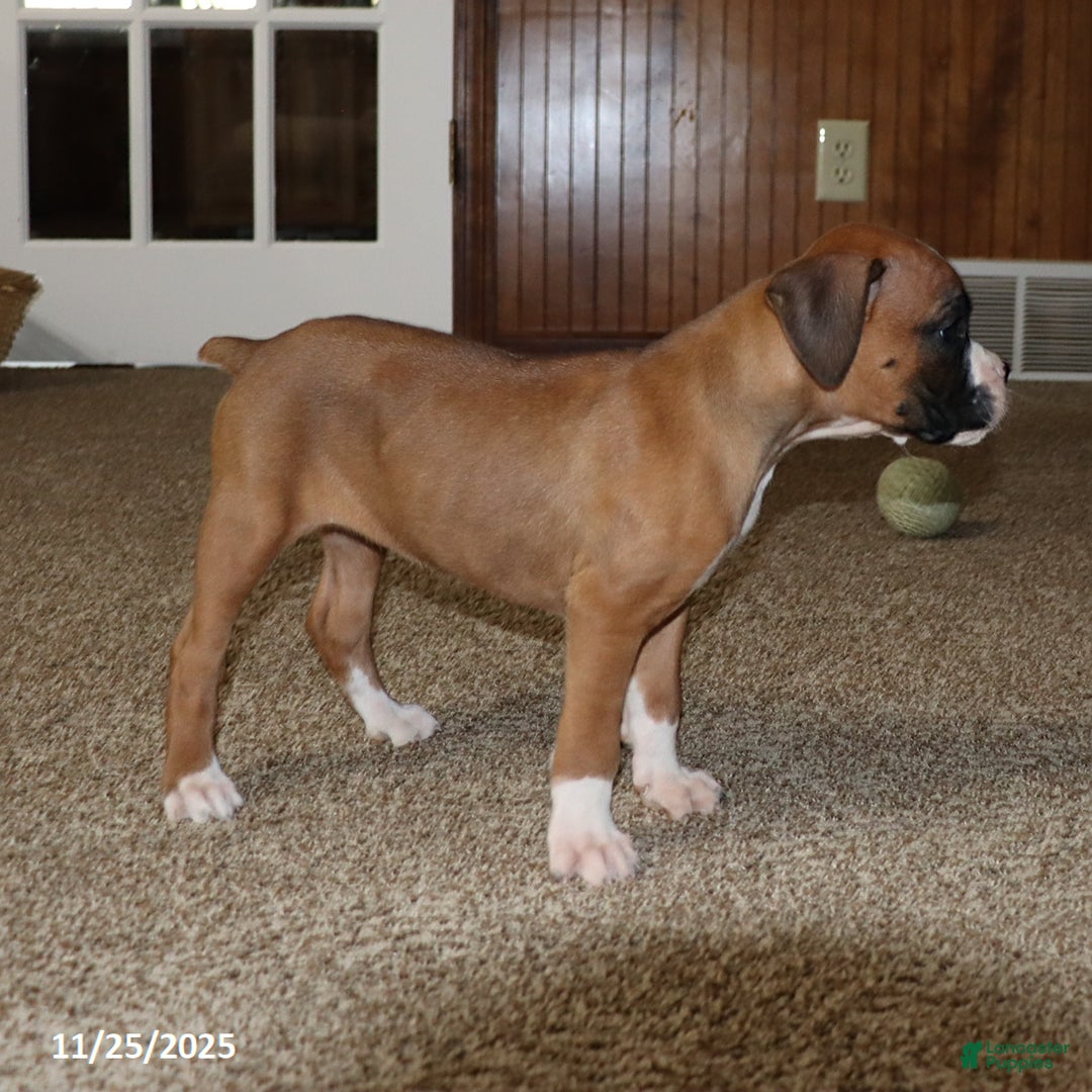 Boxer dogs for sale: Karla - Ad 2