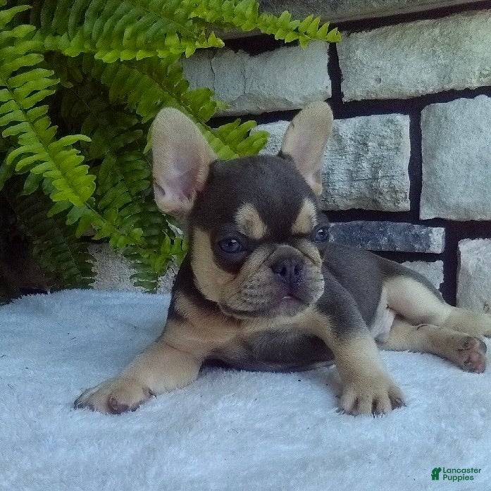 French Bulldog dogs Rocky - Ad 2