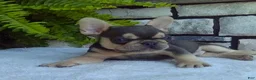 French Bulldog dogs for sale: Rocky - Ad 2