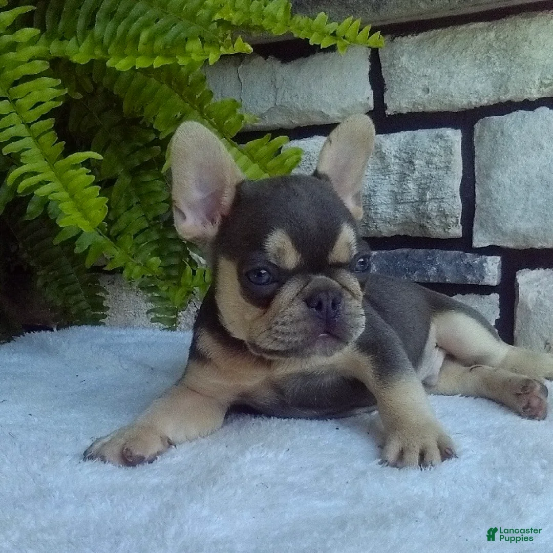 French Bulldog dogs for sale: Rocky - Ad 2