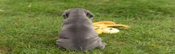 Cane Corso dogs for sale: Sarge  - Ad 4
