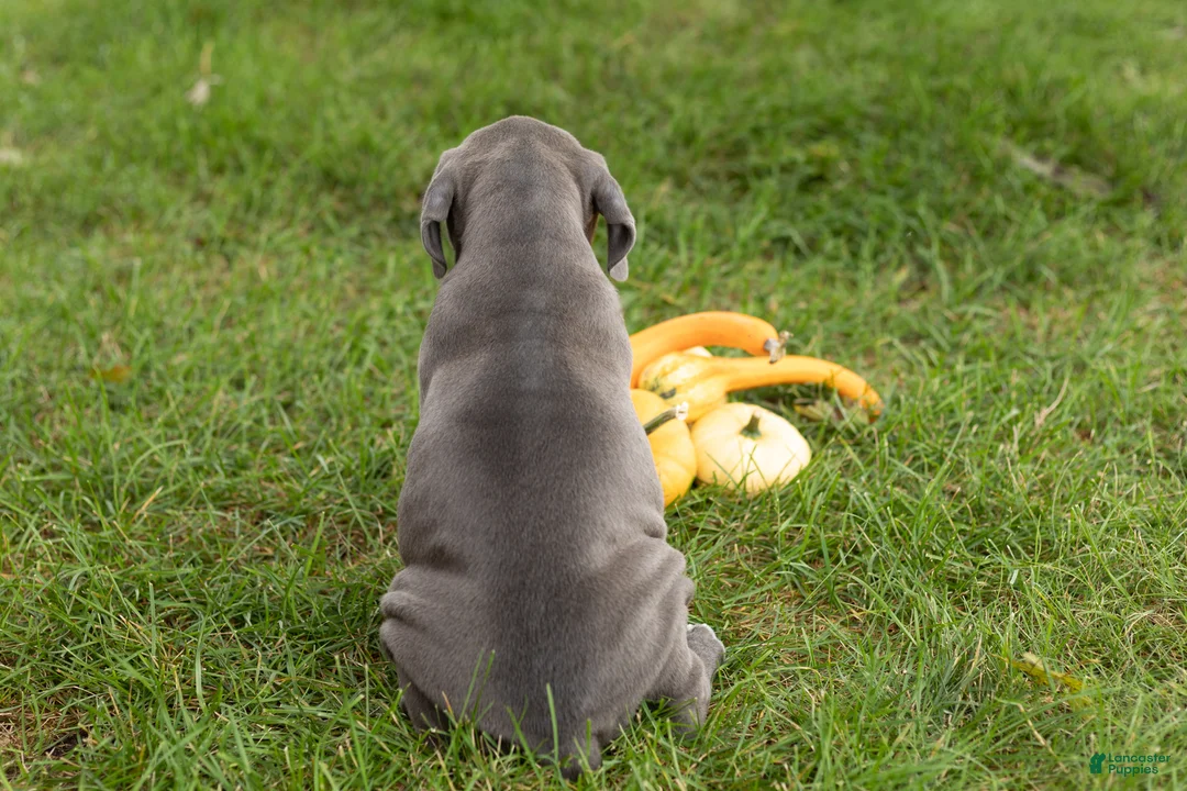 Cane Corso dogs for sale: Sarge  - Ad 4