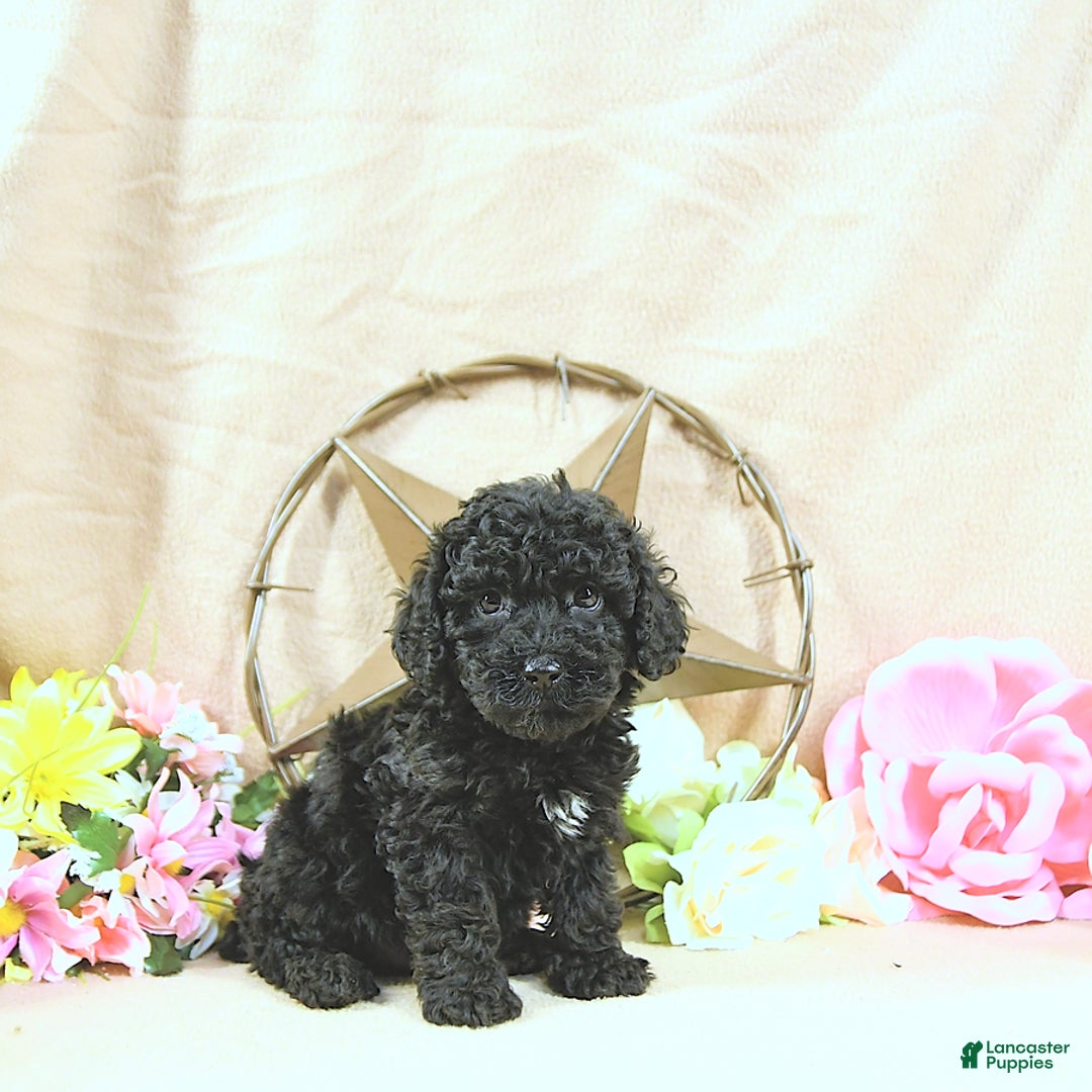 Miniature Poodle dogs for sale: Earl - Ad 12